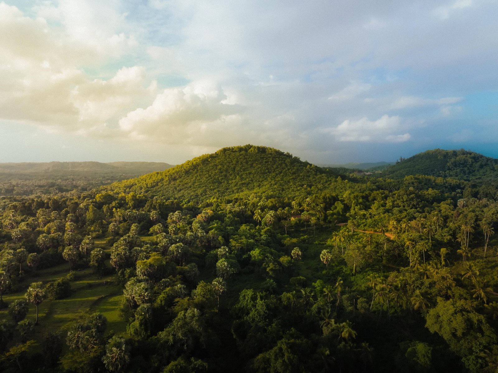 Aerial view of green hills and palms